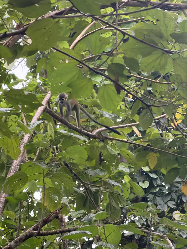 Mono ardilla entre los árboles de la selva de La Macarena